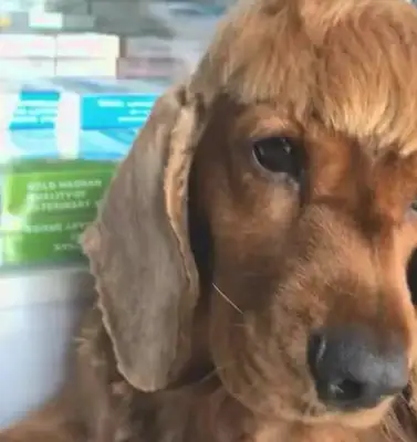 I can't believe it's getting worse when a woman trims a dog's hair