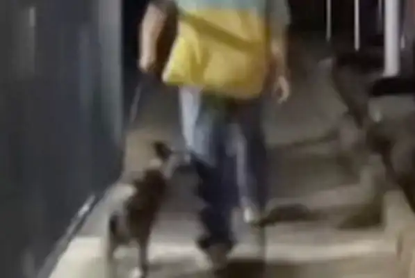 The untied dog bit the kid. The owner took the dog and ran away