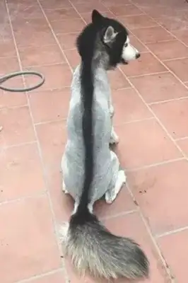 I can't believe it's getting worse when a woman trims a dog's hair