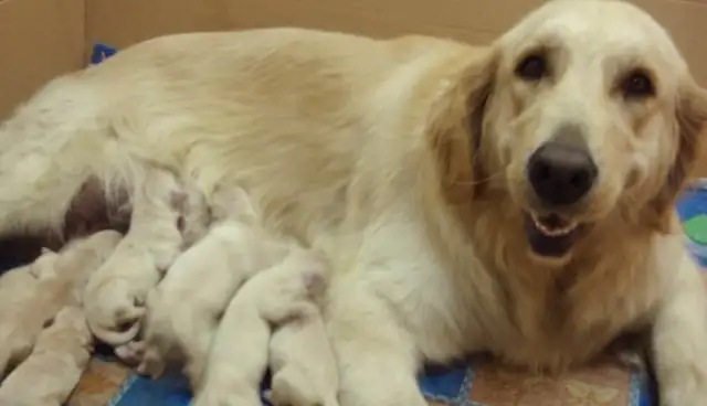 You're so mean! You serve eight naughty little dogs every day, you're only one meal away