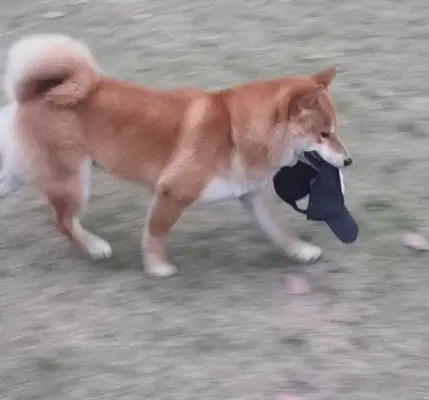 He took away his master's hat and kept sarcasming at him: