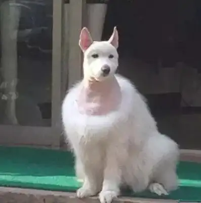 I can't believe it's getting worse when a woman trims a dog's hair