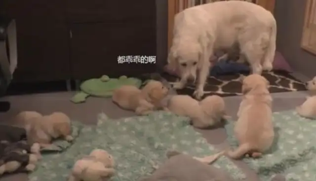 You're so mean! You serve eight naughty little dogs every day, you're only one meal away