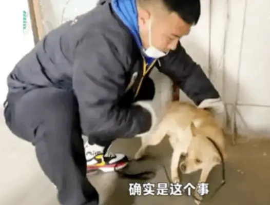 An 11-year-old dog guarding the graveyard died on the master's gravestone..