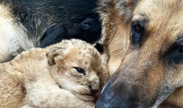 The German shepherd became the mother of two little lions