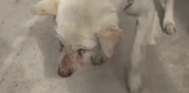 An 11-year-old dog guarding the graveyard died on the master's gravestone..