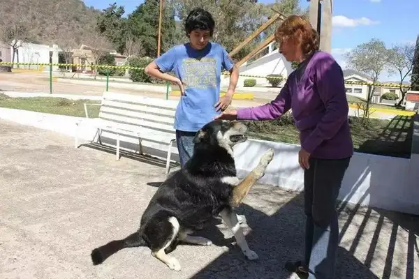 An 11-year-old dog guarding the graveyard died on the master's gravestone..