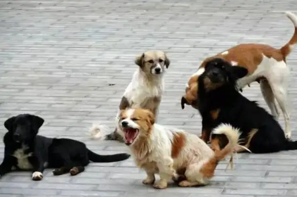 Which country has no stray dog market