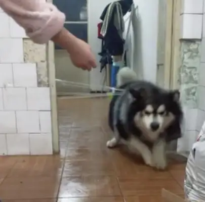 The pet wants to fuck Alaska, but he's being played by a smart dog