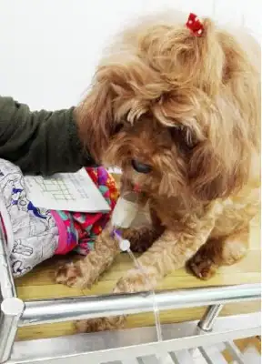 Please turn! Teddy dogs need blood transfusions for onions