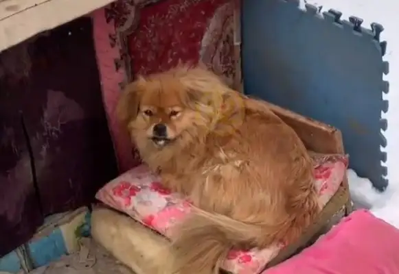 The master died, and the loyal dog waited for five years, looking in one direction every day, waiting for him to appear
