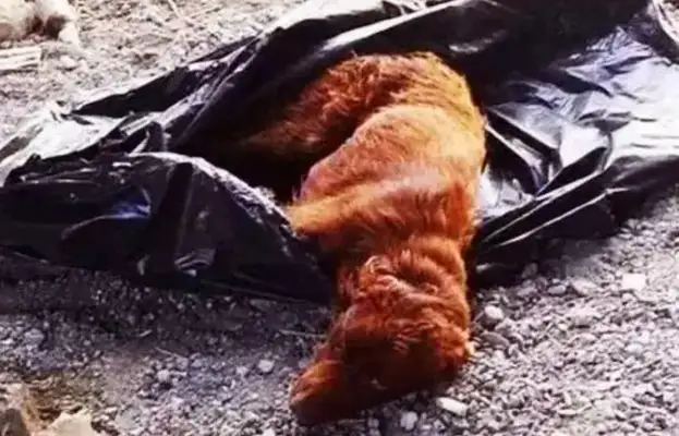 Angry! Someone threw a dog in a garbage bag to abandon a dog and left soon after he was found