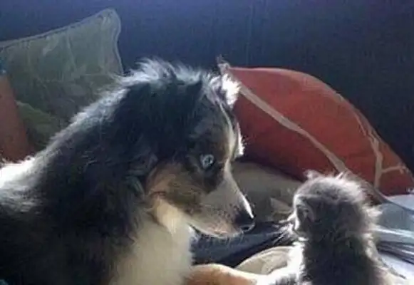 The new cat at home thought he was going to fight the dog;