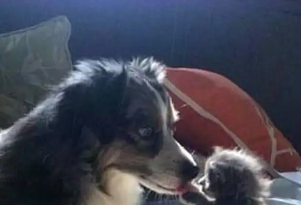 The new cat at home thought he was going to fight the dog;