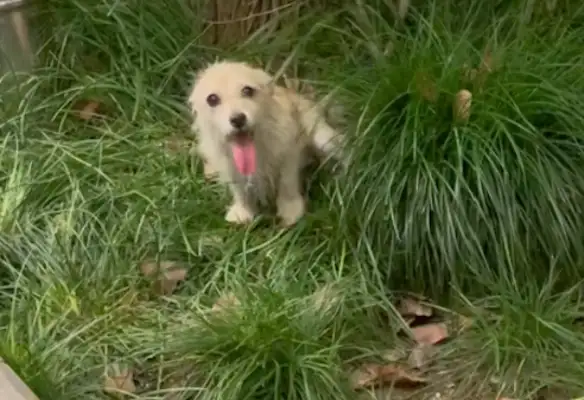 A super-good stray dog, swaying his tail longing for adoption