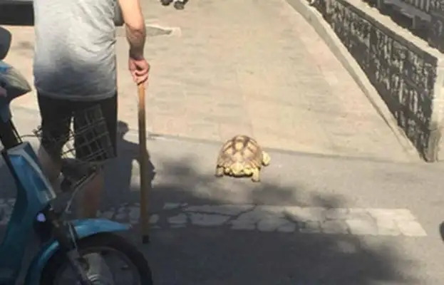 I've seen a dog walk a cat. A walker? A lizard