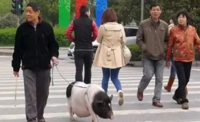 I've seen a dog walk a cat. A walker? A lizard