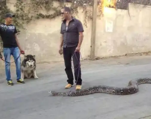 I've seen a dog walk a cat. A walker? A lizard