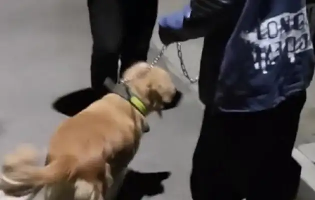 A 17-year-old guy broke up with his girlfriend for jealous dogs and was ready to sell his gold hair for an abortion