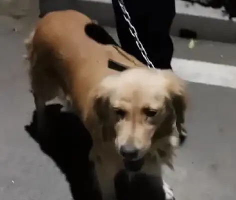 A 17-year-old guy broke up with his girlfriend for jealous dogs and was ready to sell his gold hair for an abortion