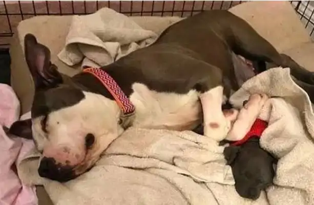 Pregnant stray dogs turn to people for help and the vet takes care of it