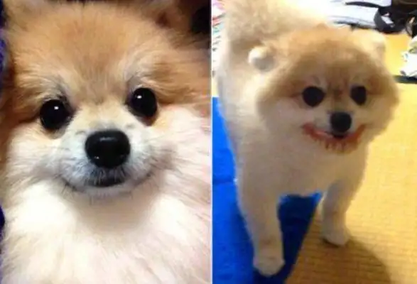 Dogs grow teeth and laugh so evil that they laugh when they know the truth
