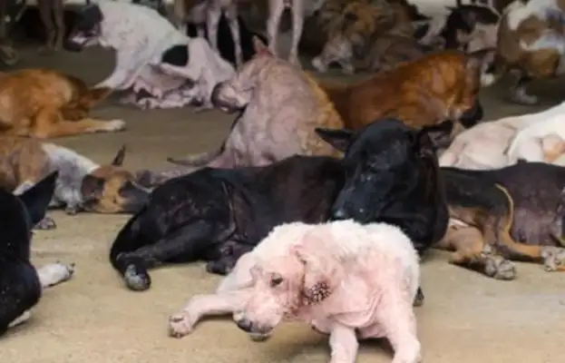 The man who lives alone is dying, 16 stray dogs eating and starving
