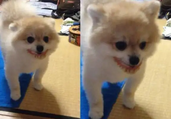 Dogs grow teeth and laugh so evil that they laugh when they know the truth