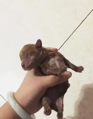 A nice guy picked up a teddy dog and smiled a week later and brought a surprise to his master