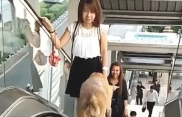 Dogs can't get up and down the elevator, they're so angry, they're screaming