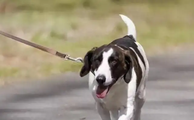 The pet dog hit the girl, and the owner was awarded $100,000