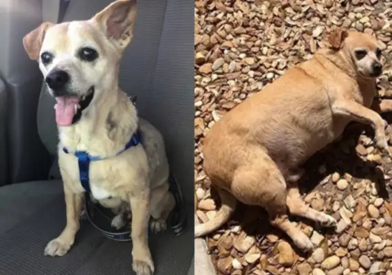 Puppy eats junk foods, and obese manipulates his stomach and turns his body and body