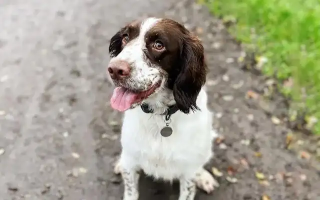 The sick dog was left on the side of the road, dragged his back and chased his master, and he didn't turn back