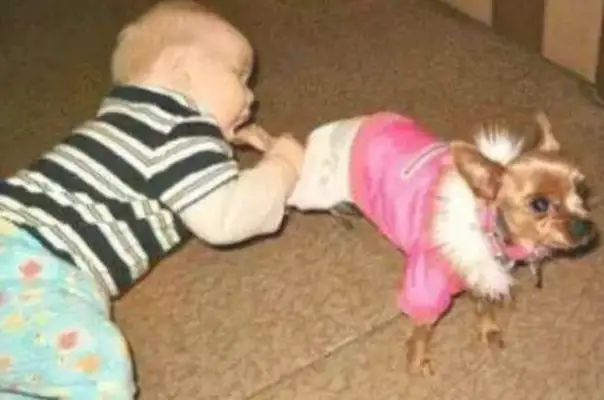 Sons of bitches and bear kids fight. Parents are cool