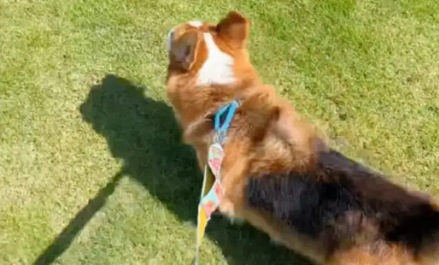 The pet dog hit the girl, and the owner was awarded $100,000