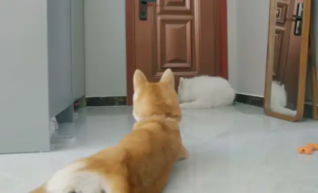 After the dog went blind, I raised a guide dog