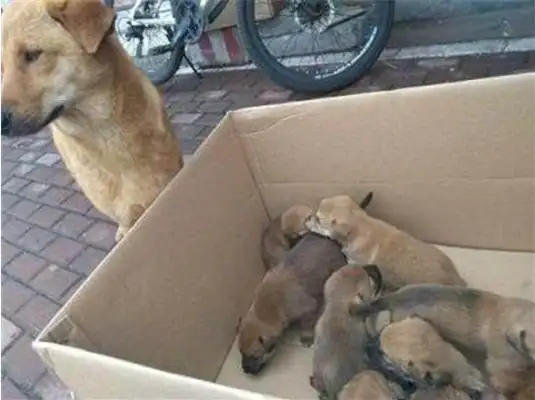 I've been accused of selling dogs