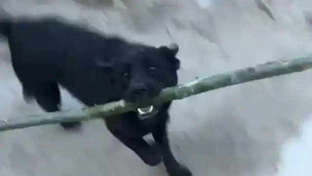 Dogs learn to hit their master with sticks. Netizen: All the dogs left