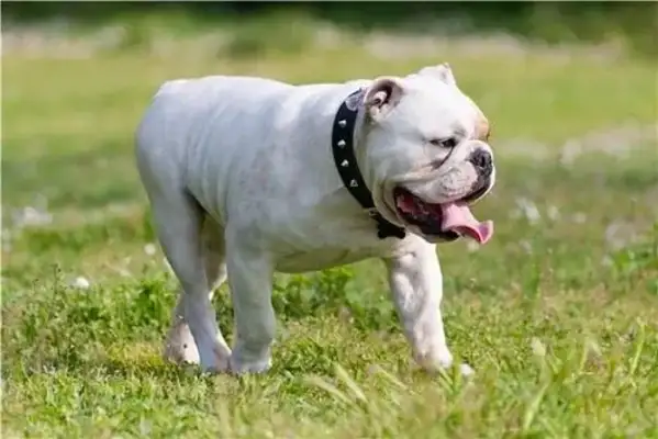 A bulldog becomes a madman, he stares at the beauty of the road, and when he finds out he's got a ghost face