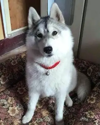The young man sent Haskee to the country's uncle's house. He called and took the dog away