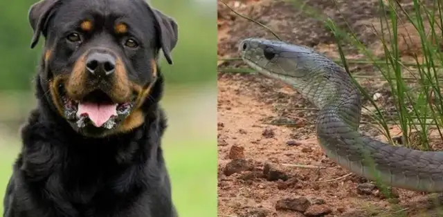 The dog barked at the couch and kept his master away. Snake