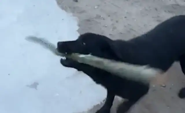 Dogs learn to hit their master with sticks. Netizen: All the dogs left