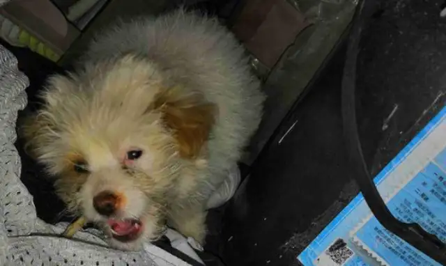The stray dog is starving and eating the frozen leftovers, and the little guy's working hard to survive