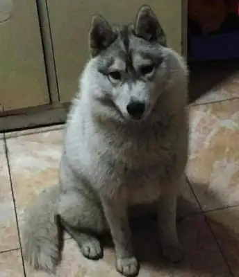 The young man sent Haskee to the country's uncle's house. He called and took the dog away