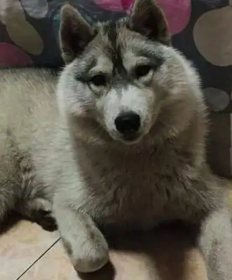 The young man sent Haskee to the country's uncle's house. He called and took the dog away