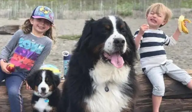 The kids picked up the drifting puppy, begged their parents to keep them fed, and grew up to feel like a Bourne