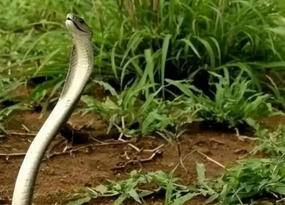 The dog barked at the couch and kept his master away. Snake