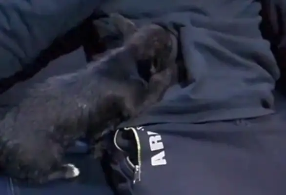 The little black dog, afraid of cold, drilled into the master's pocket, dog: warm..