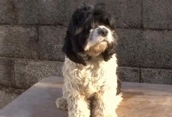 Dogs leave their homes often because they're spoiled. The masters are tired from the village to the village