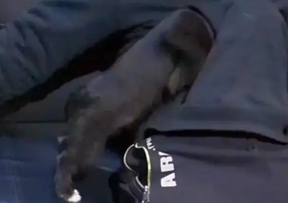 The little black dog, afraid of cold, drilled into the master's pocket, dog: warm..